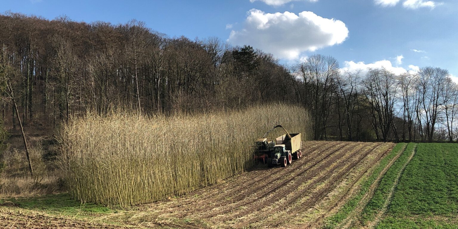 Agroforstwirtschaft: Traditionelles Konzept Mit Zukunft - Farm & Food